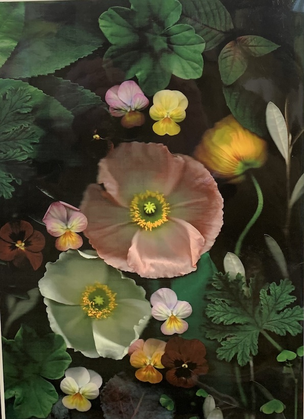 Celeste Sterling |Winter 23 |Print   | McATamney Gallery and Design Store | Geraldine NZ